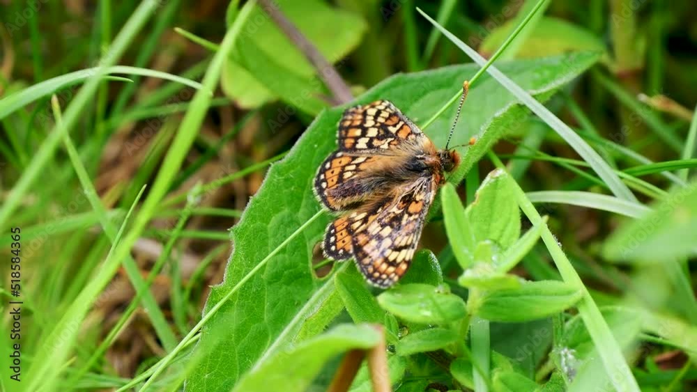 Marsh Fritillary Resting on the Ground
Marsh Fritillary Resting on the Ground