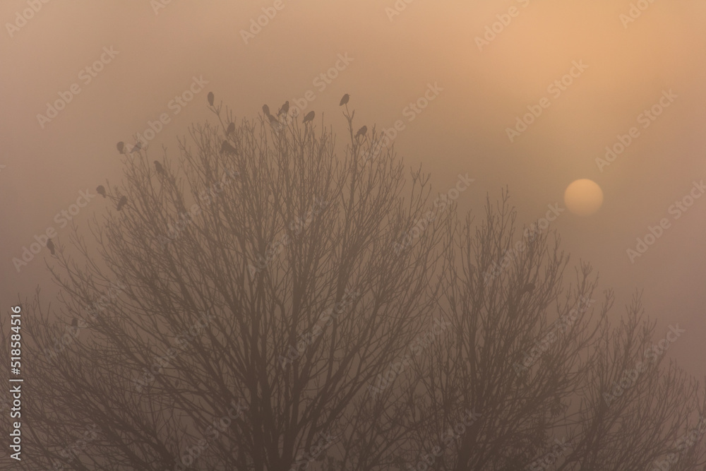 Obraz na płótnie Drzewa o wschodzie słońca we mgle w salonie