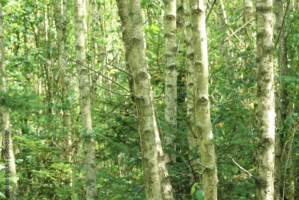 Fototapeta premium Birkenwald