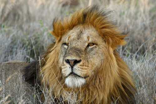 Male Lion Mane Blowing in the Wind