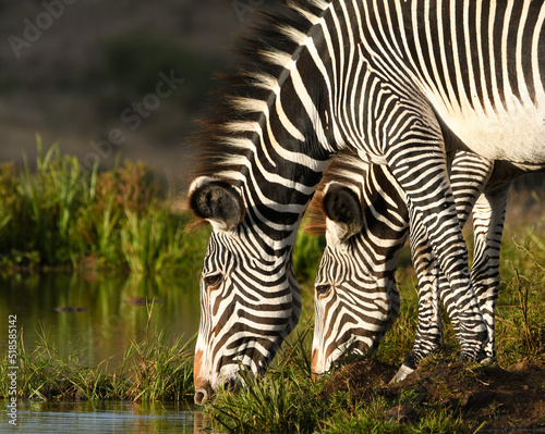 Zebra Drinking from Waterhole  photo