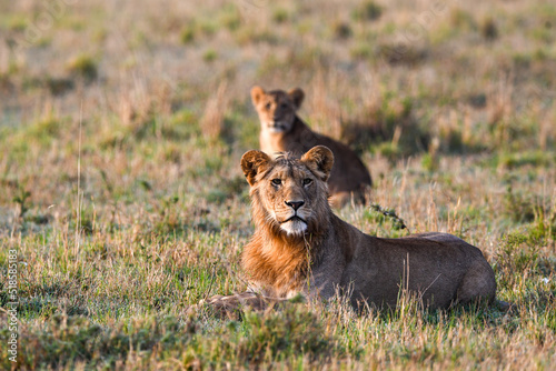 Adult Male Lion with Cub