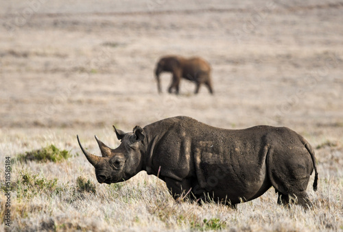 Black Rhino with Elephant