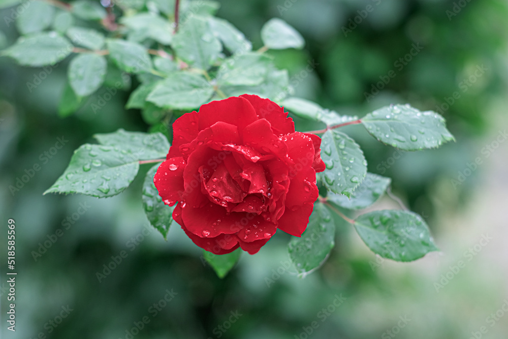 Red rose with water drops close-up outdoors Red rose with water drops close-up outdoors