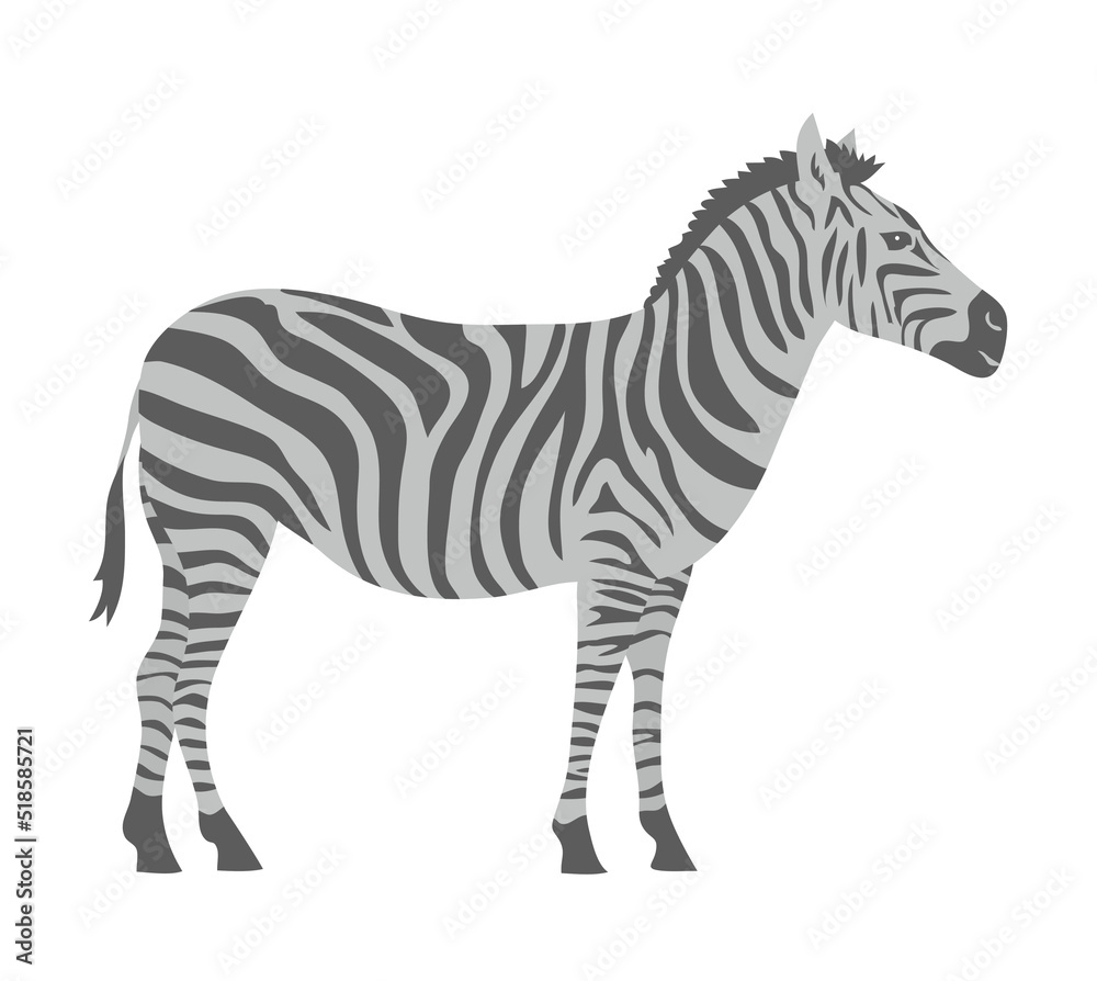 Obraz premium Striped zebra. Herbivorous hoofed mammal. African wild animal. Fauna and zoology. cartoon vector illustration isolated on white background