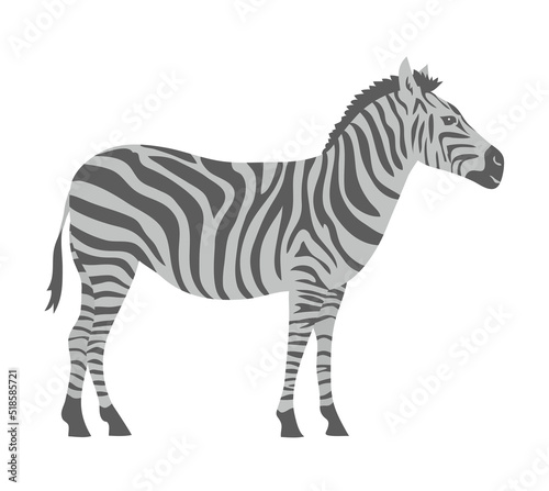 Striped zebra. Herbivorous hoofed mammal. African wild animal. Fauna and zoology. cartoon vector illustration isolated on white background