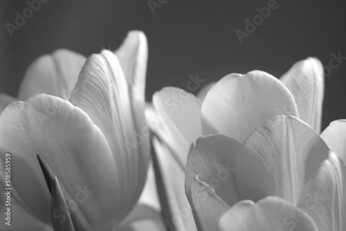 Fototapeta Naklejka Na Ścianę i Meble -  Black and white photo. Bouquet of flowering tulips.