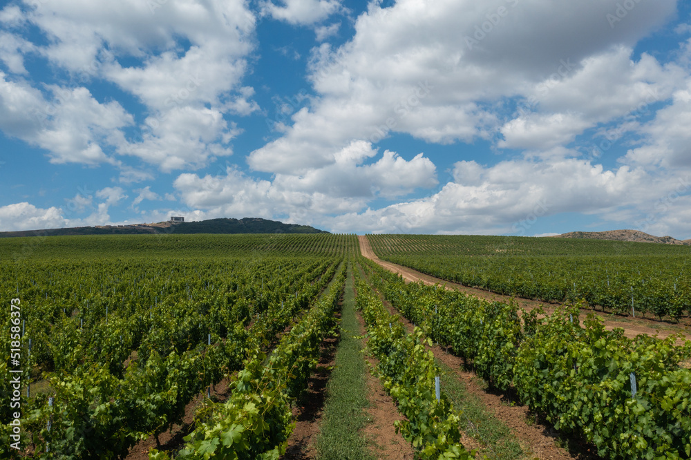 Vineyard landscape in summer, Azerbaijan Shamakhi