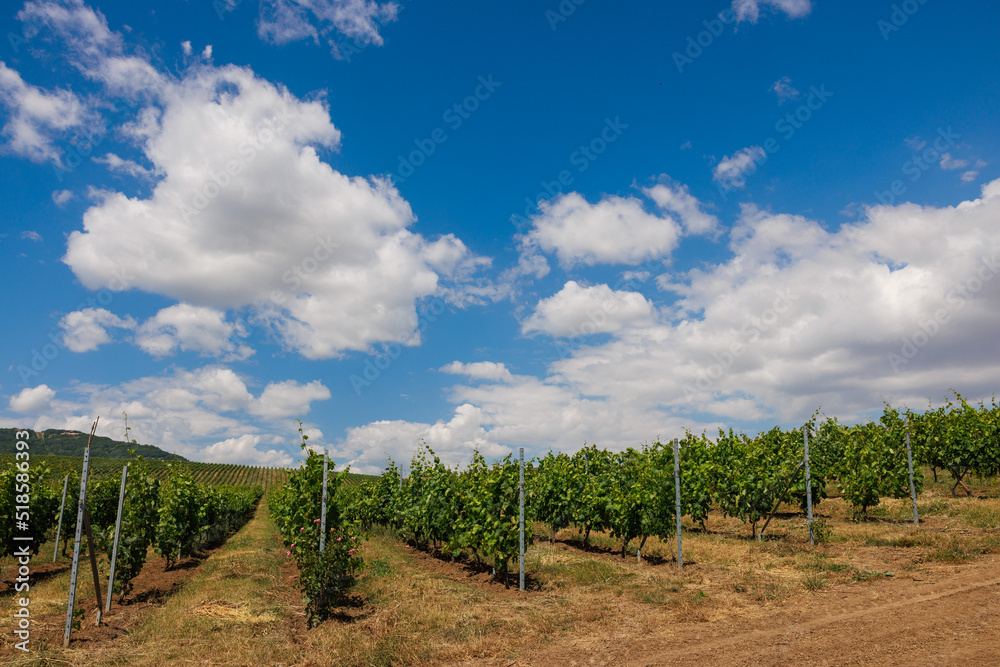 Vineyard landscape in summer, Azerbaijan Shamakhi