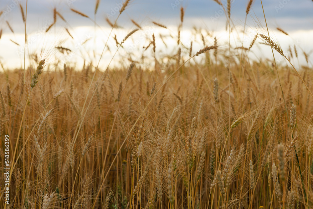 Fototapeta premium Golden ear field at sunset time