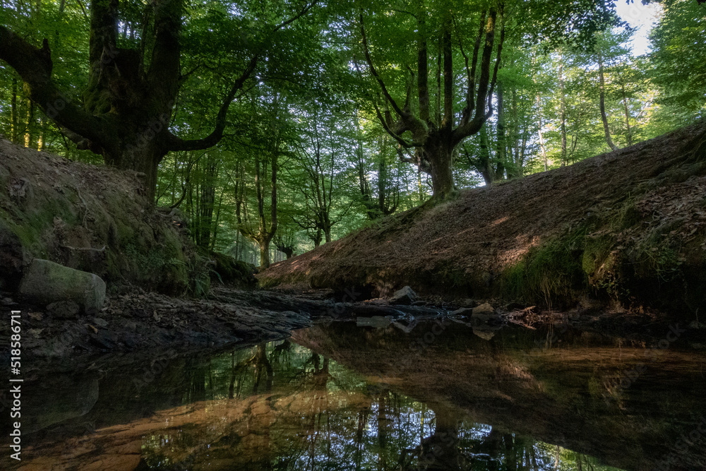 Solitary beech forest in northern Spain with river crossing Solitary beech forest in northern Spain with river crossing