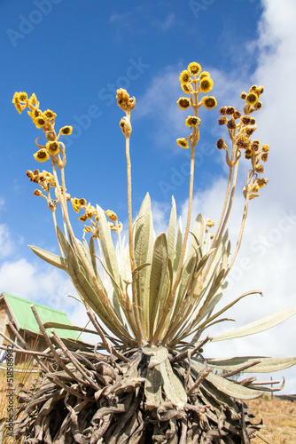 Paramo del Sumapaz, Colombia, frailejón, water source, natural wealth photo