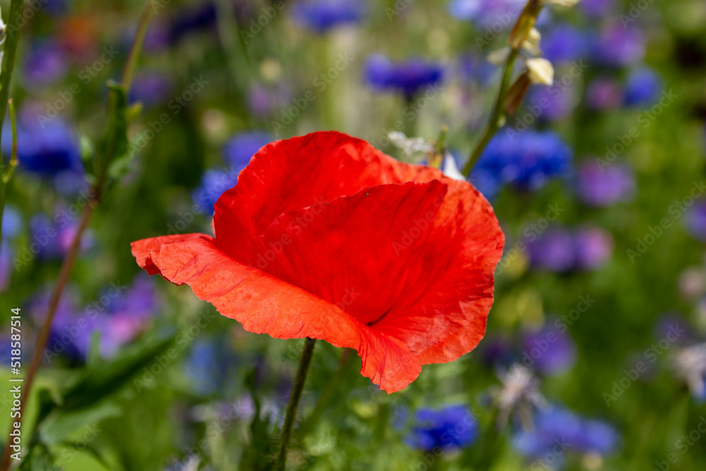 beautiful bright red poppy with blurred vivid blue cornflowers in the background beautiful bright red poppy with blurred vivid blue cornflowers in the background