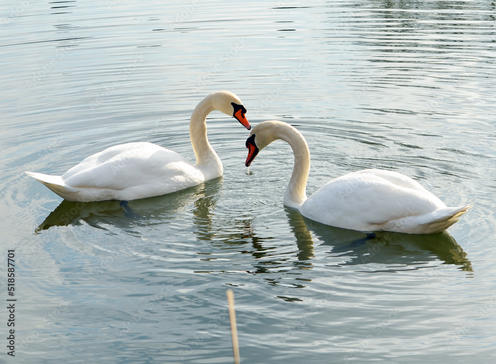 two swans on the lake two swans on the lake