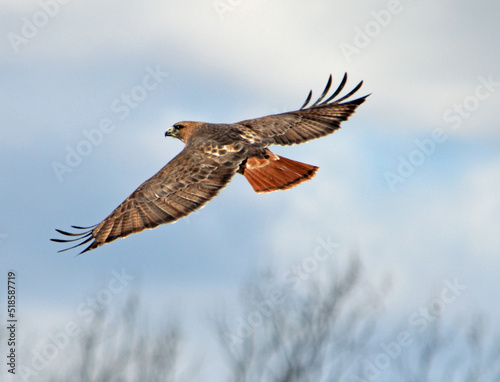 red tailed hawk in flight photo