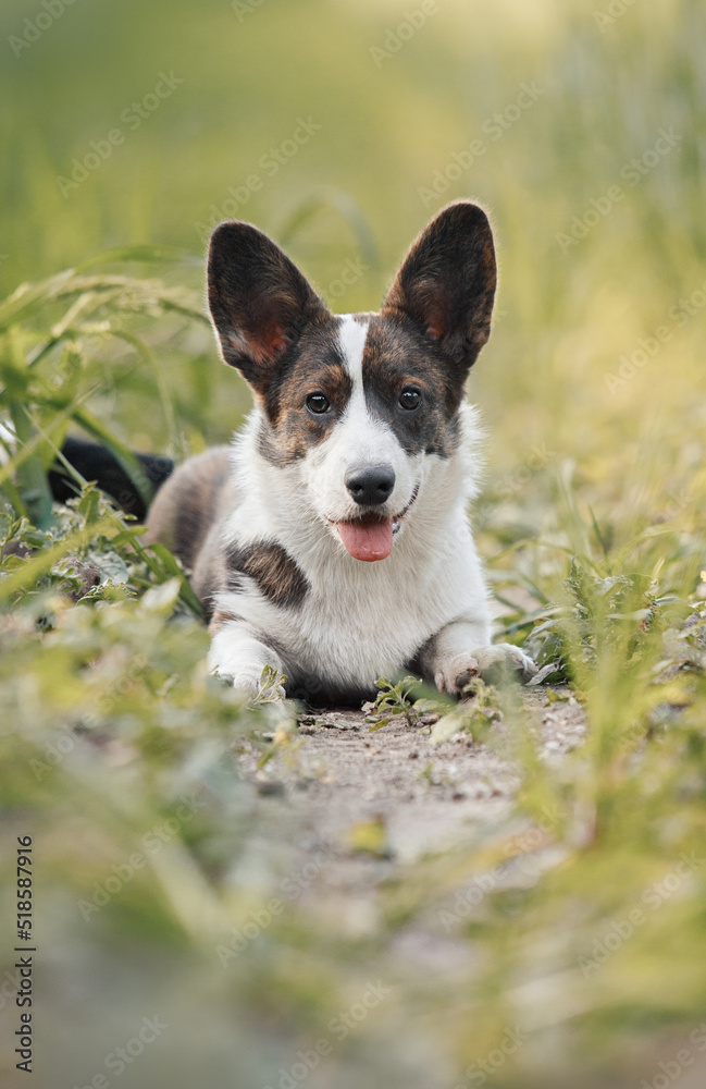 cardigan welsh corgi cardigan welsh corgi