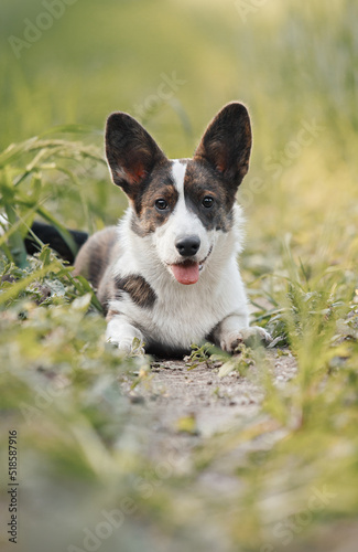 cardigan welsh corgi