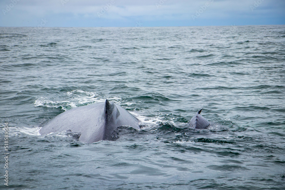 whale in the Pacific Ocean whale in the Pacific Ocean
