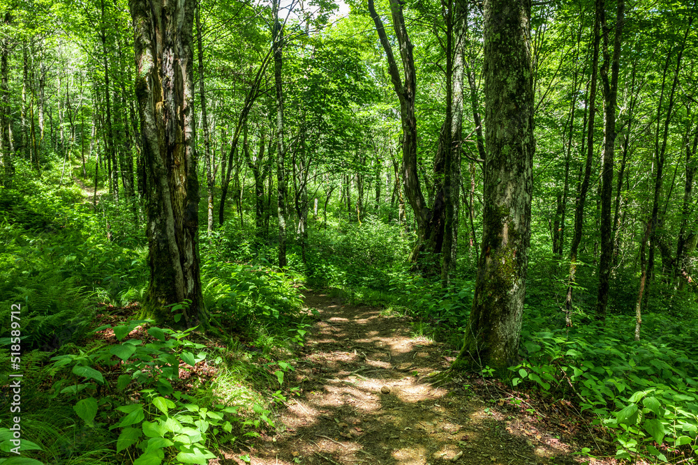 North Carolina Hiking Trails North Carolina Hiking Trails