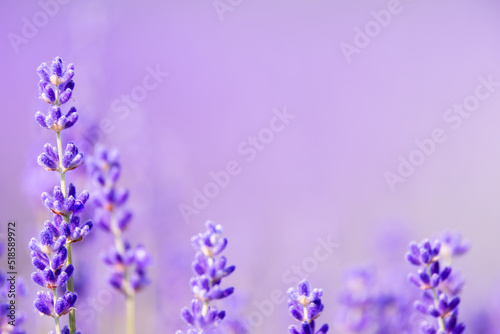 Fragrant lavender flowers blooming in a field  close-up. Purple background  soft focus.