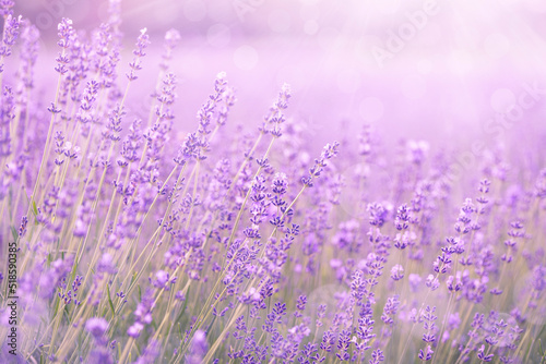 Purple abstract background  blooming lavender flowers with bokeh circles.