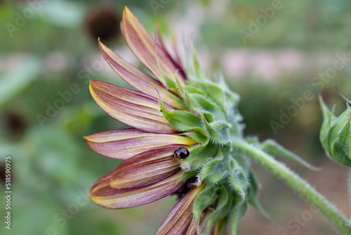 ladybug on a sunflower