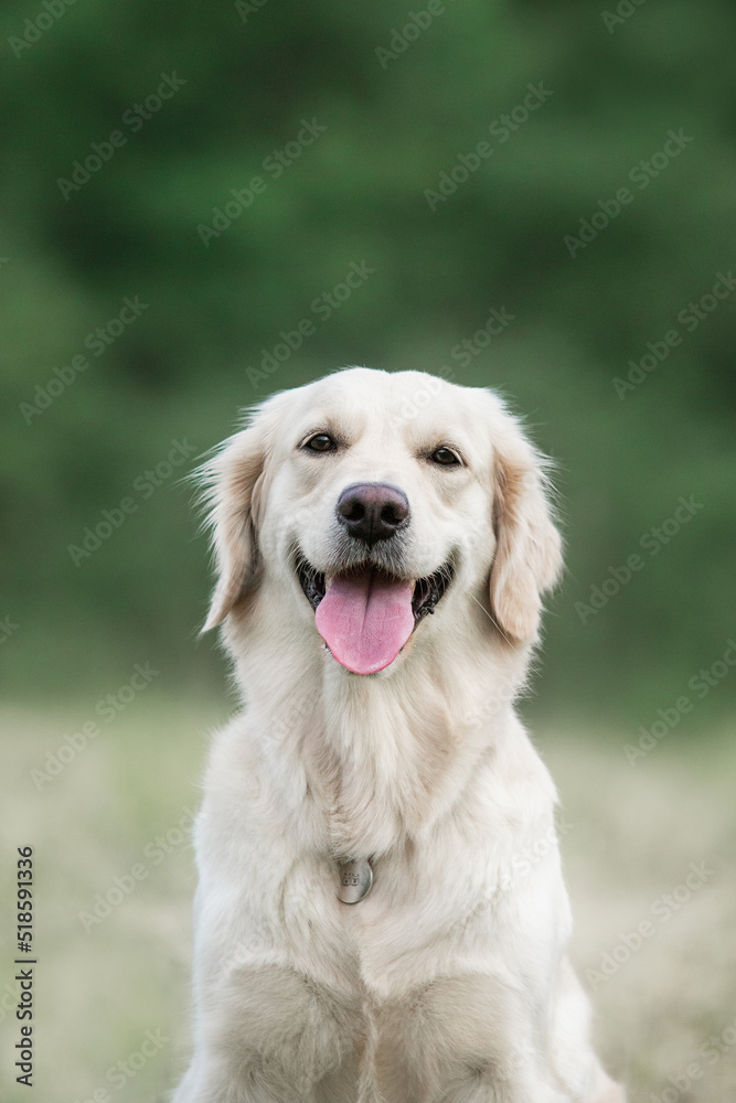 golden retriever portrait