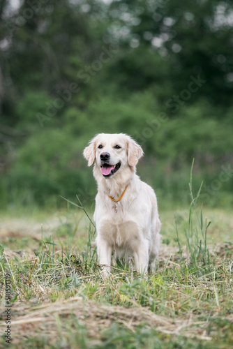 golden retriever dog