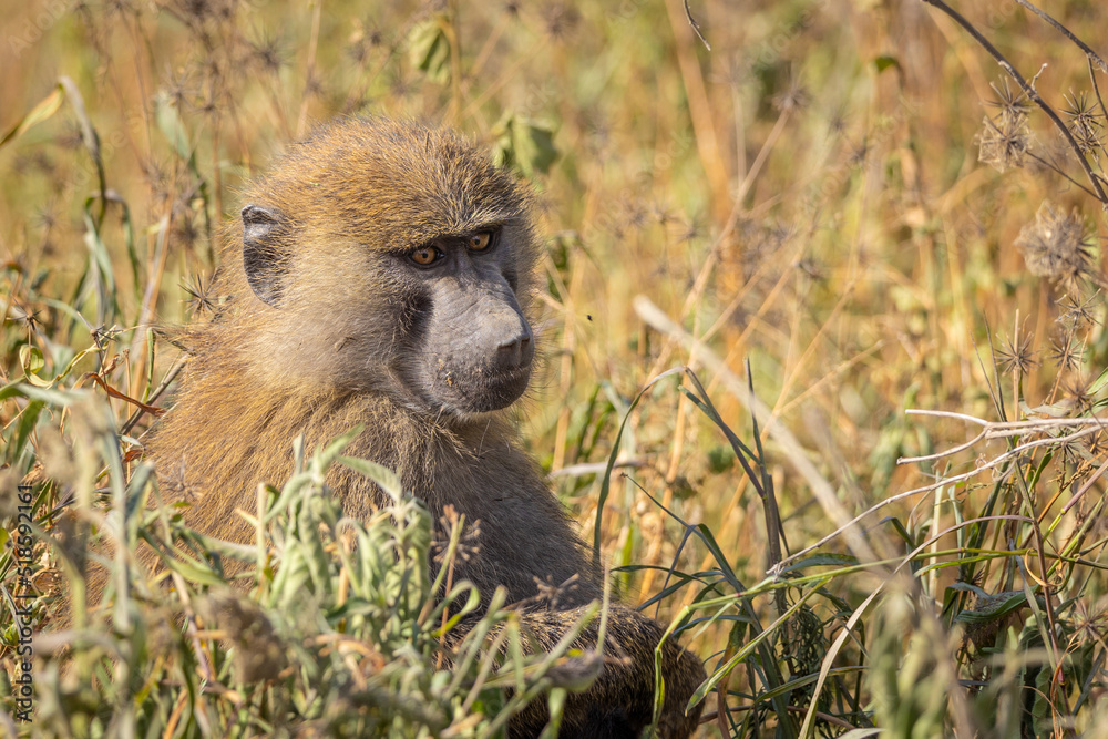 Baboon in the wild in Kenya, Africa foraging for food. Baboon in the wild in Kenya, Africa foraging for food.