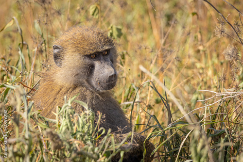 Baboon in the wild in Kenya, Africa foraging for food.