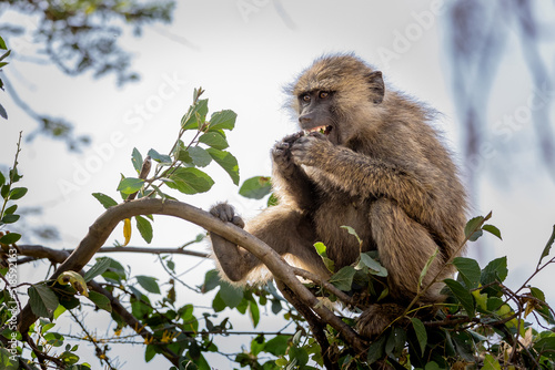 Young baboon sitting in a tree eating berries.