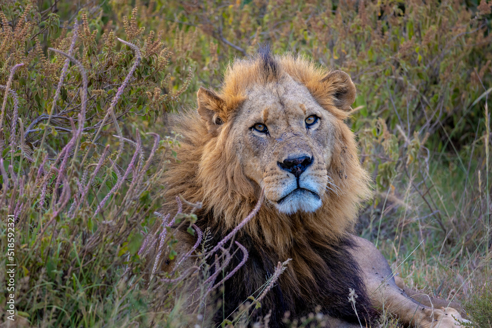 Stunning male lion resting and keeping a watchful eye around him. Blending perfectly into the African long grass and showing he is well suited to his environment. Stunning male lion resting and keeping a watchful eye around him. Blending perfectly into the African long grass and showing he is well suited to his environment.