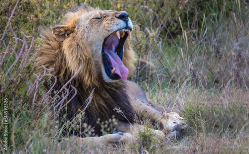 Stunning male lion resting and yawning signalling he will move on soon. Blending perfectly into the African long grass and showing he is well suited to his environment.