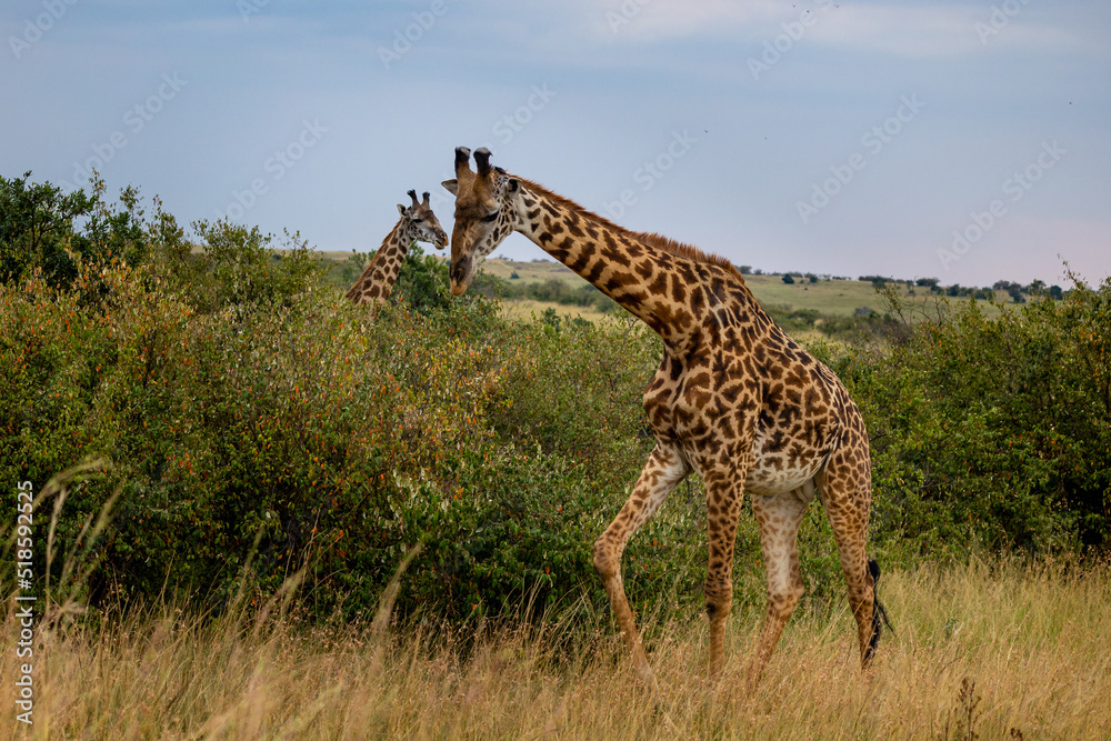 Fototapeta premium Giraffes in the long grass and bushes feeding and looking for food.