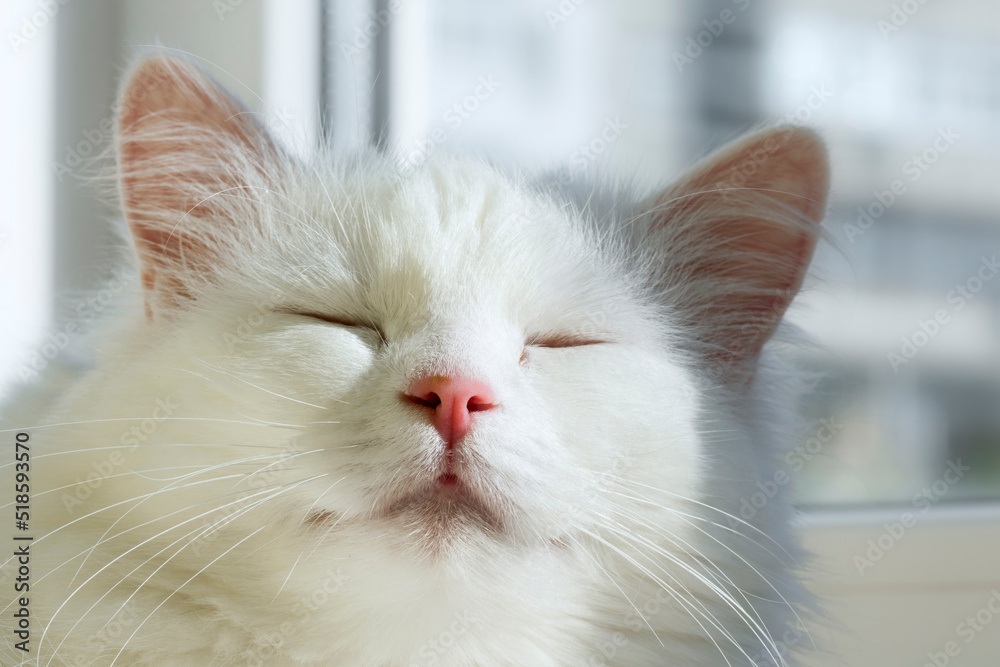 The white angora cat is smiling. Close-up of the face of a domestic cat.