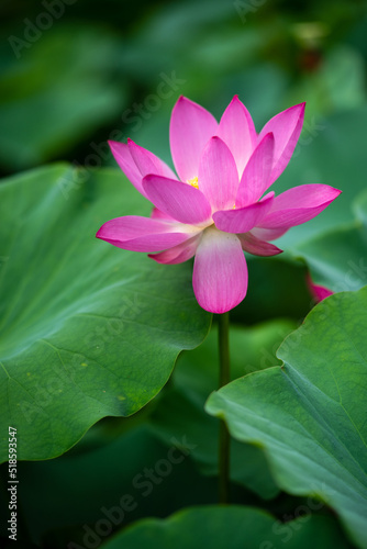 The lotus opens ten li xiang