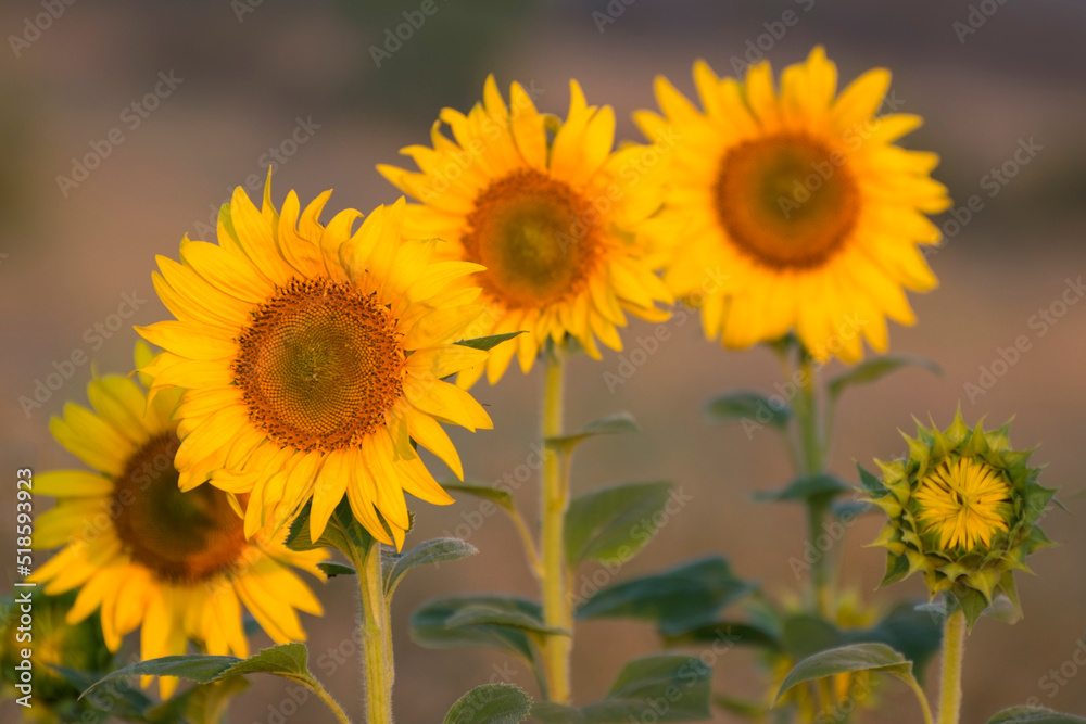 Sunflower blossoms in an agricultural field. Yellow wildflowers.