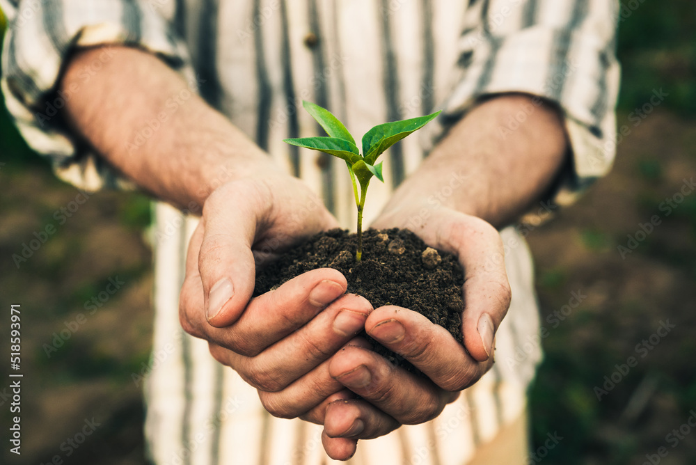 Fototapeta premium a male farmer holds a green pepper seedling in his hands 1