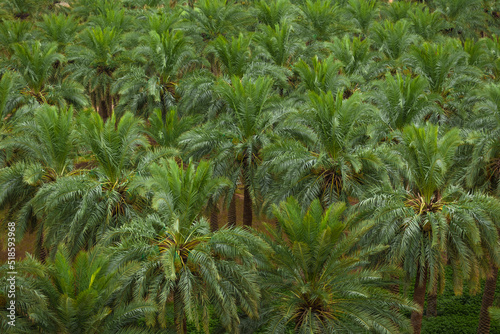 Dates palm Farm in Saudi Arabia