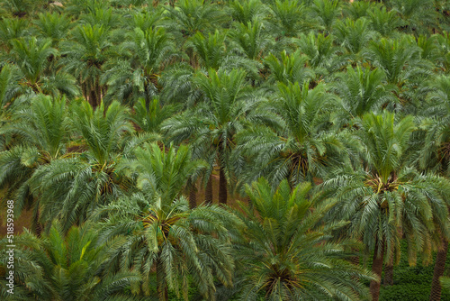Canvas-taulu Dates palm Farm in Saudi Arabia