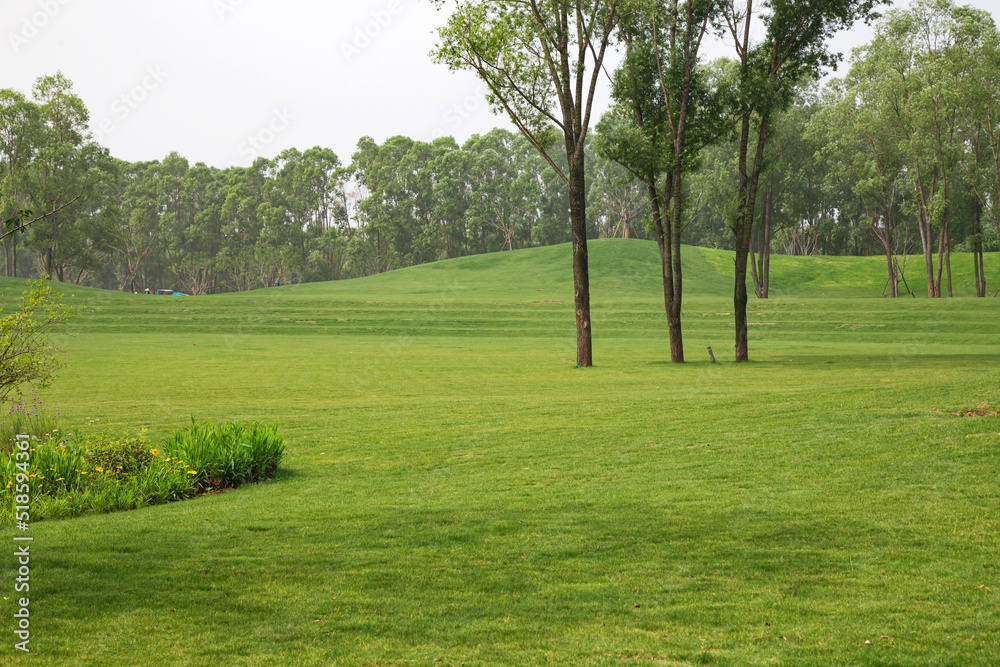 The green grass in the wetland Park