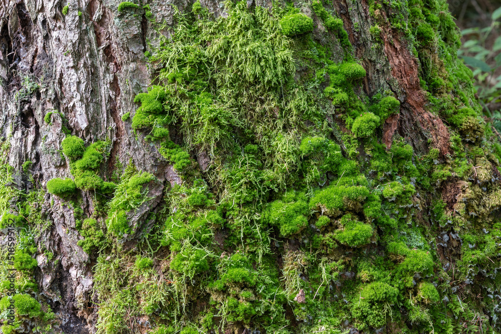 Tree stump with moos - textured tree bark. HDR Tree stump with moos - textured tree bark. HDR