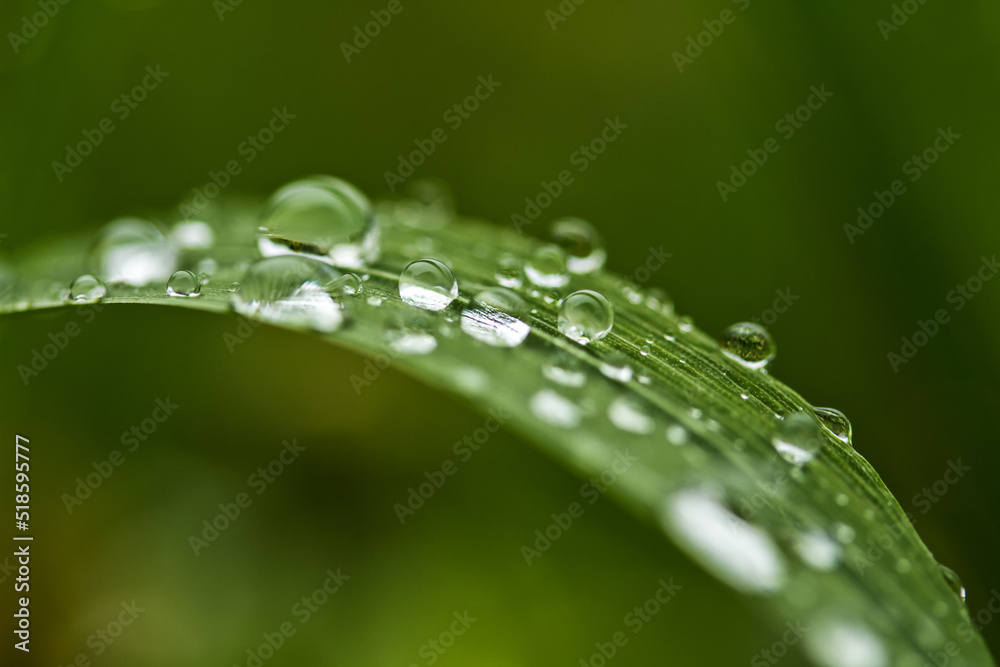 krople wody na trawie, macro, zielone, trawa krople wody na trawie, macro, zielone, trawa