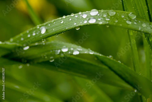 krople wody na trawie, macro, zielone, trawa