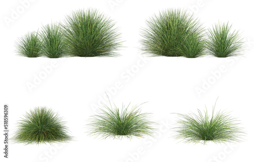 Grass on a white background