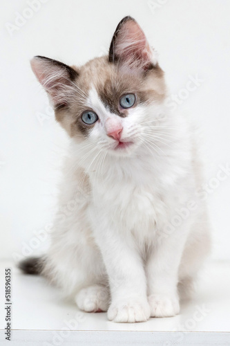 Mixed breed cat with blue eyes looking at camera in the studio by a white background