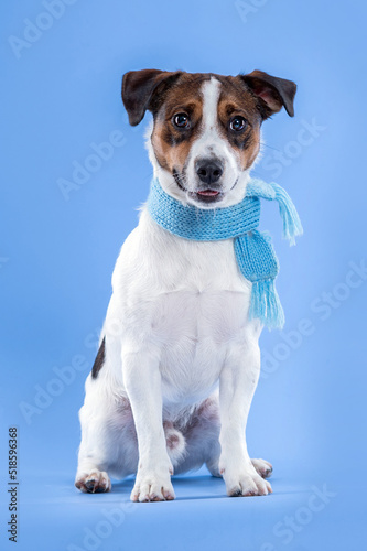 Jack Russell dog wearing blue scarf looking at camera in the studio by a blue background