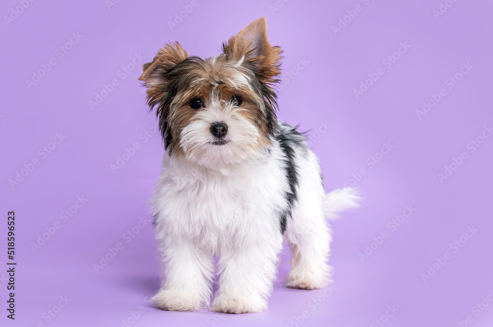 Biewer yorkshire cheap terrier puppies