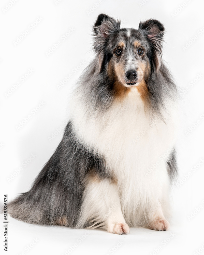 Shetland sheepdog fluffy dog posing and looking at camera in the studio by a white background
