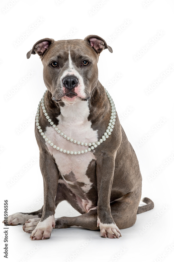 Portrait of American Stafforshire dog wearing pearls necklace in the studio looking at the camera by a white background.